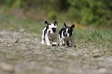 BOULEDOGUE FRANCAIS 387